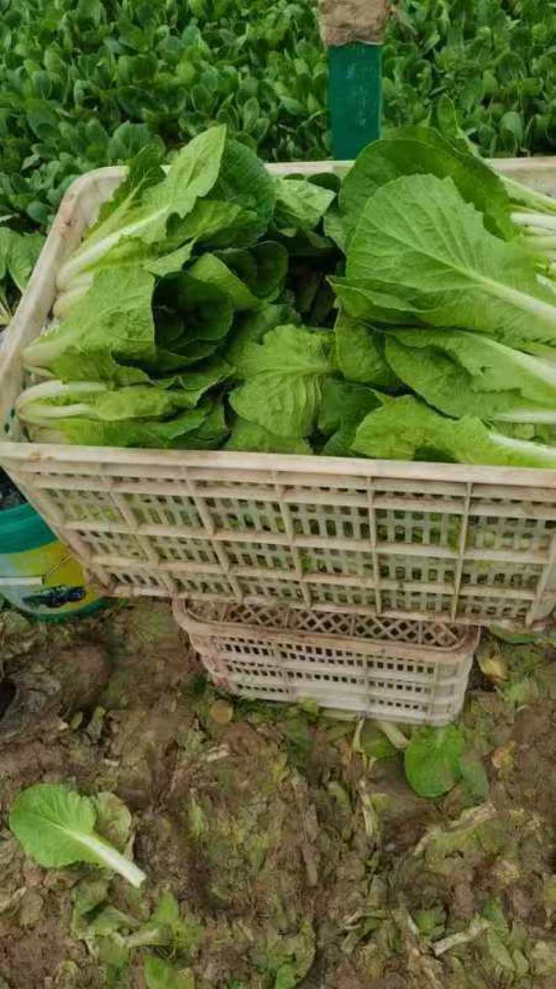 小白菜山西白菜大量供应对接全国市场电商商超