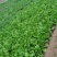 小白菜山西白菜大量供应对接全国市场电商商超