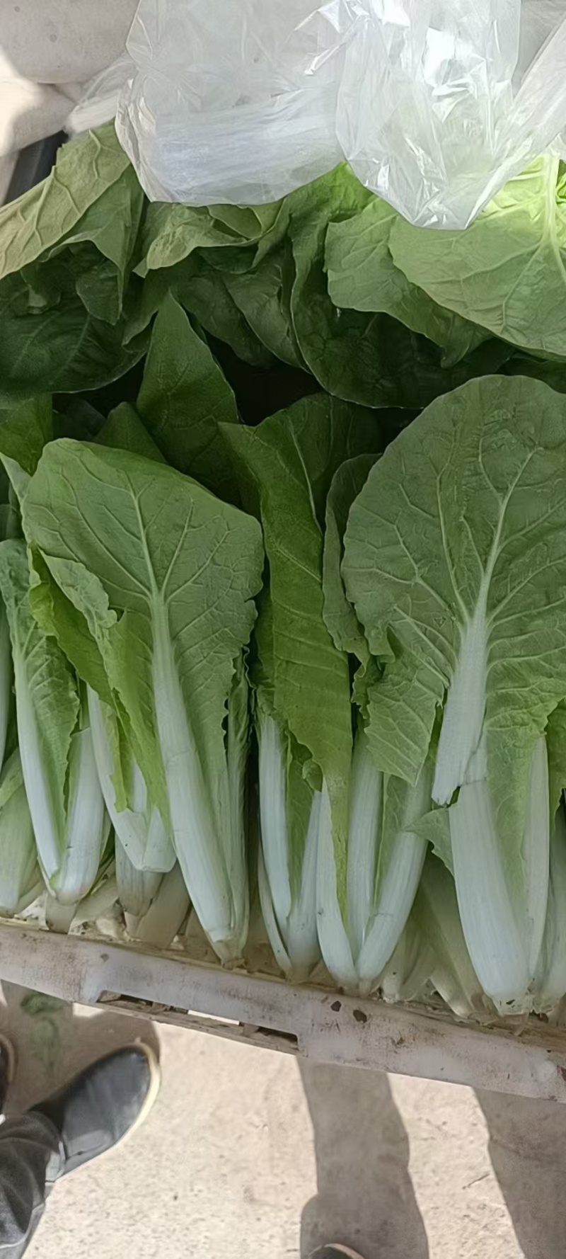 小白菜山西白菜大量供应对接全国市场电商商超