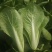 小白菜山西白菜大量供应对接全国市场电商商超