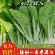 小白菜山西白菜大量供应对接全国市场电商商超