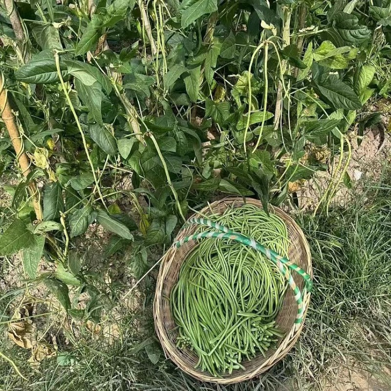 陕西豇豆大量上市产地直供对接全国各级市场欢迎致电