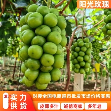 湖南阳光玫瑰湖南葡萄晴王葡萄颗粒大糖度高量大从优