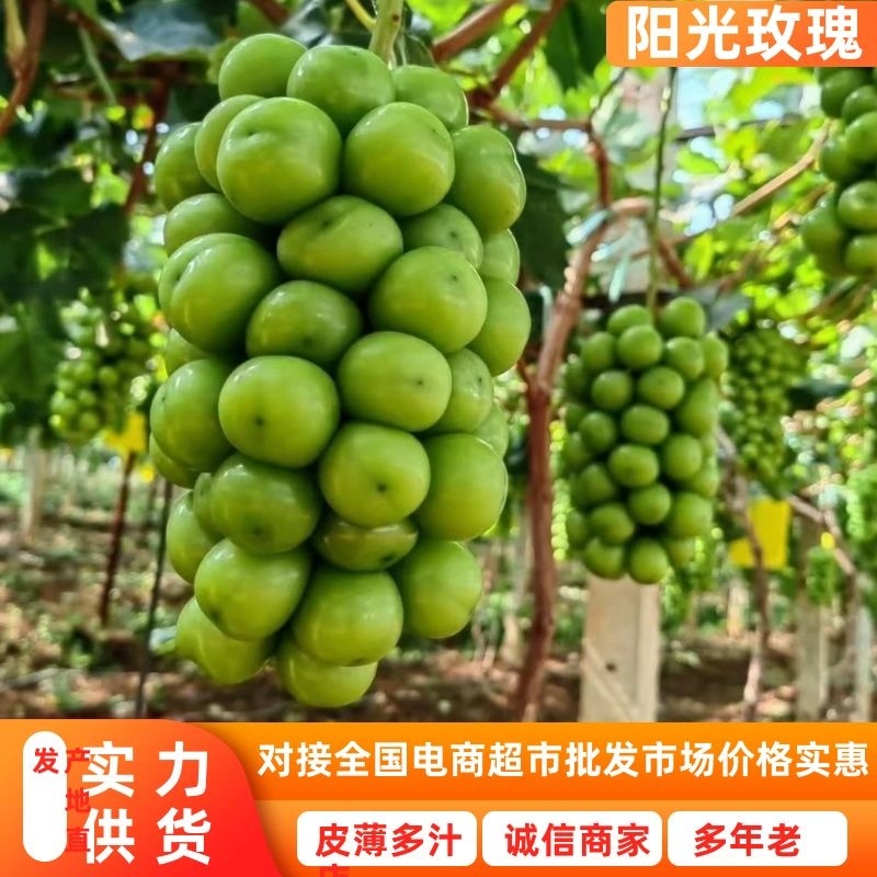 湖南阳光玫瑰湖南葡萄晴王葡萄颗粒大糖度高量大从优