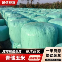青储玉米一手货源，规格齐全可视频看货，可视频看货欢迎电联