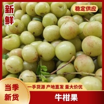 油甘牛柑果大量上市品质保证可视频看货量大从优欢迎咨询