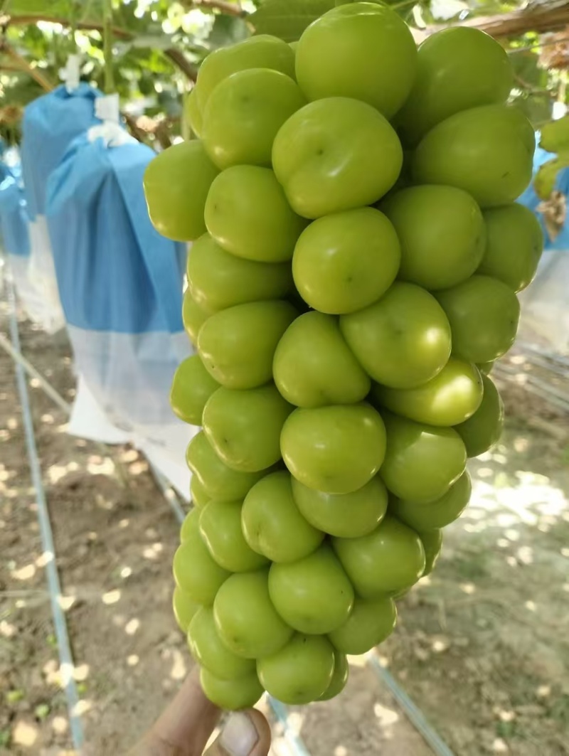 阳光玫瑰成熟季