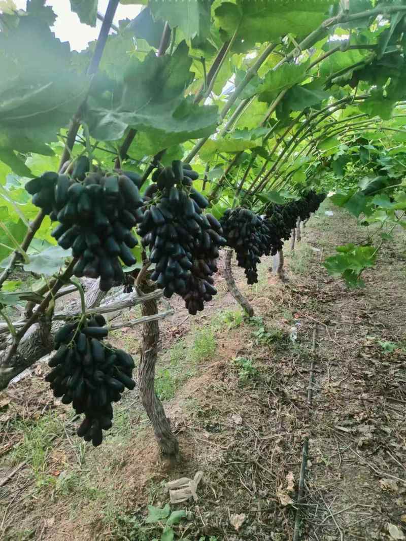 温室蓝宝石成熟