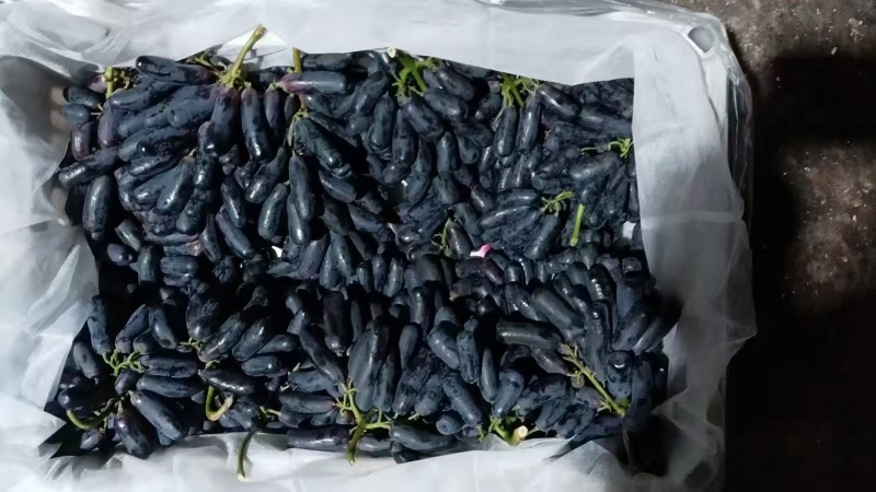 温室蓝宝石成熟