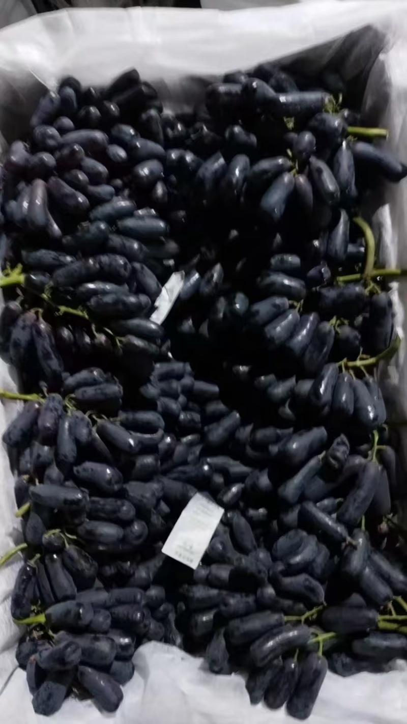 温室蓝宝石成熟