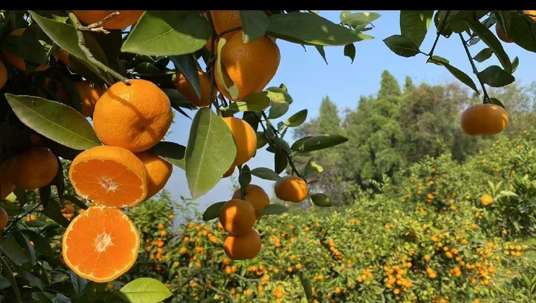 东江蜜橘果园实景图,展示成片种植的蜜橘树,果实挂满枝头 东江蜜橘种植基地