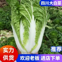 白菜四川高山大白菜大量上市质量保证一条龙服务