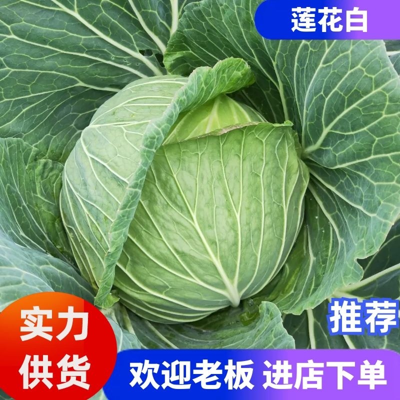 甘蓝四川莲花白基地直发可视频看货提供一条龙服