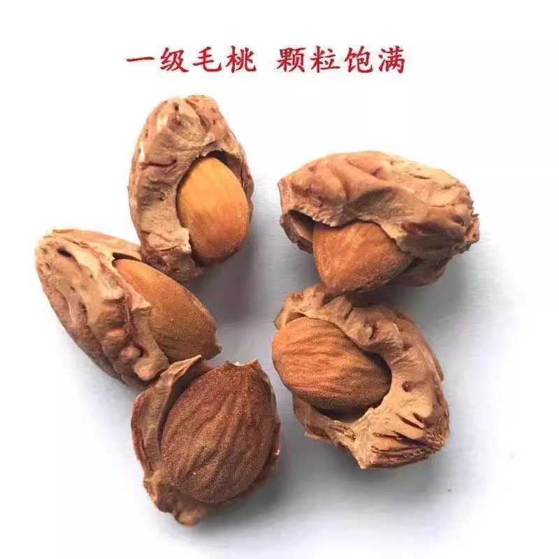 毛桃种子四季山桃种子山杏毛桃核野毛桃果树种籽嫁接梅花砧木