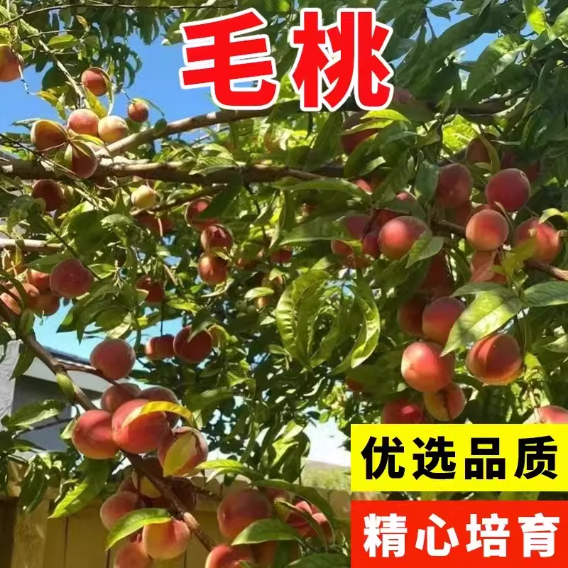 毛桃种子四季山桃种子山杏毛桃核野毛桃果树种籽嫁接梅花砧木