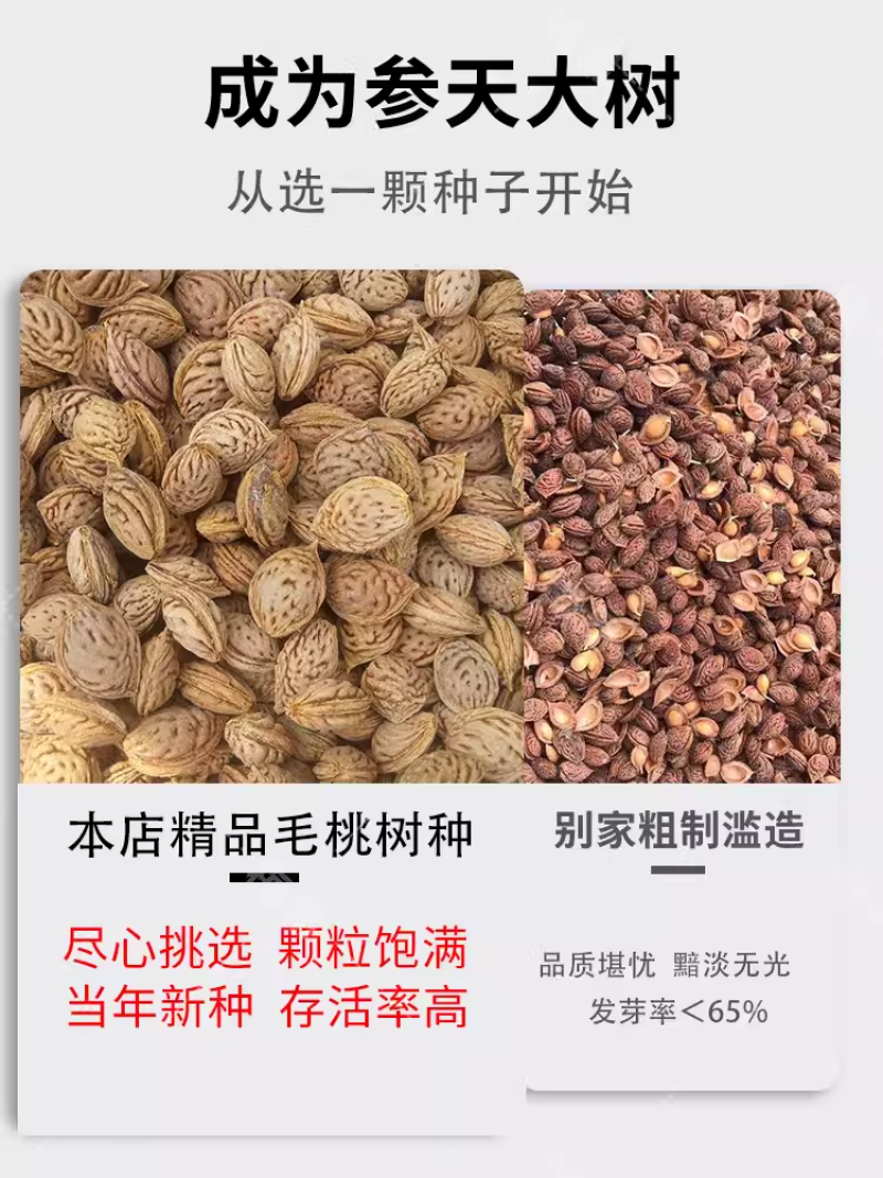 毛桃种子四季山桃种子山杏毛桃核野毛桃果树种籽嫁接梅花砧木