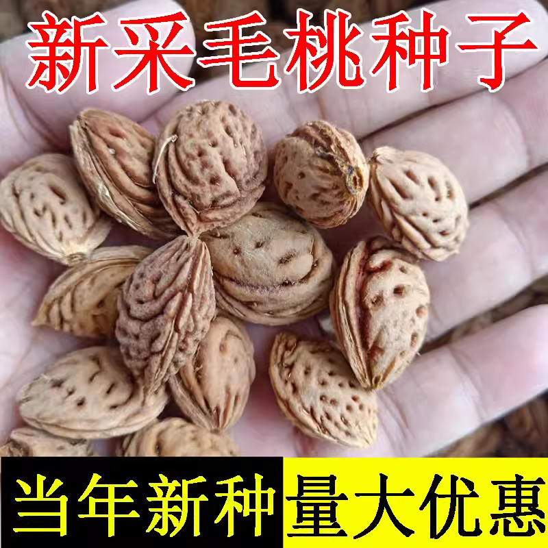 毛桃种子四季山桃种子山杏毛桃核野毛桃果树种籽嫁接梅花砧木
