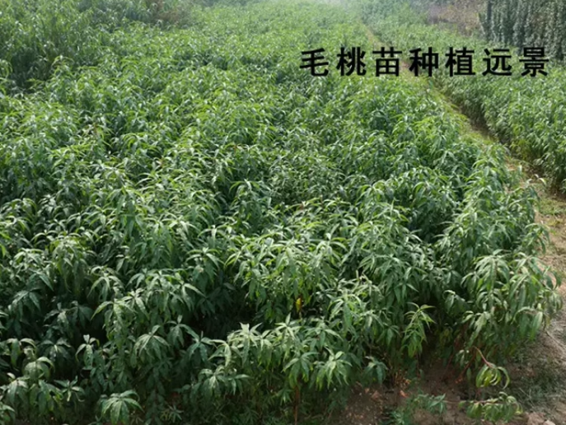 毛桃种子四季山桃种子山杏毛桃核野毛桃果树种籽嫁接梅花砧木