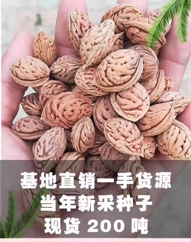 毛桃种子四季山桃种子山杏毛桃核野毛桃果树种籽嫁接梅花砧木