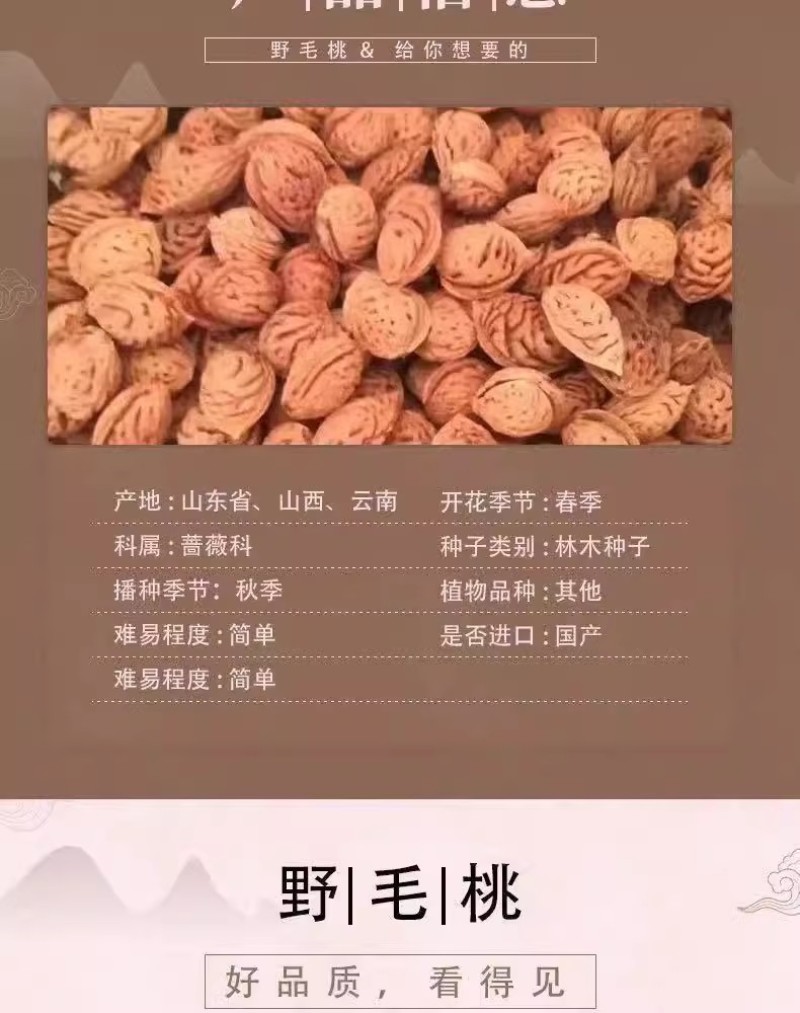 毛桃种子四季山桃种子山杏毛桃核野毛桃果树种籽嫁接梅花砧木