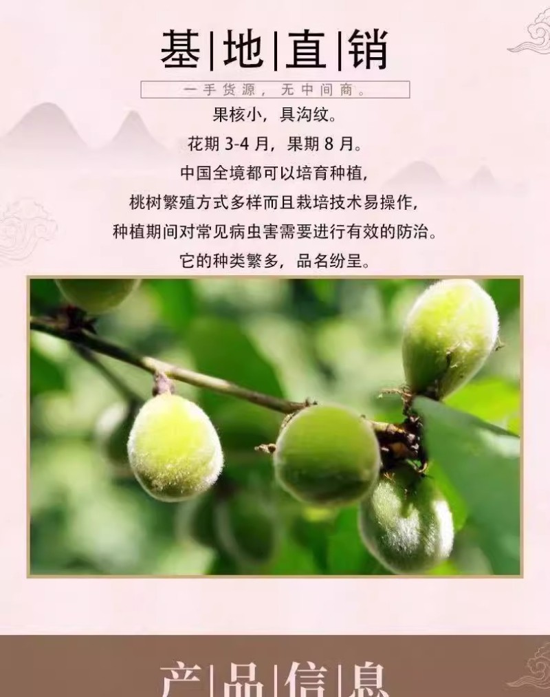 毛桃种子四季山桃种子山杏毛桃核野毛桃果树种籽嫁接梅花砧木