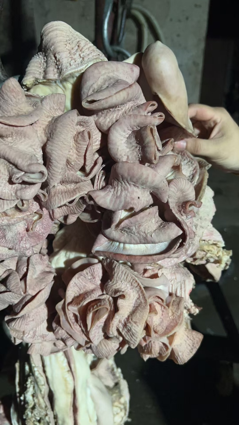 精品原味精修去油牛肠各种牛副产品齐全品质好量大价优