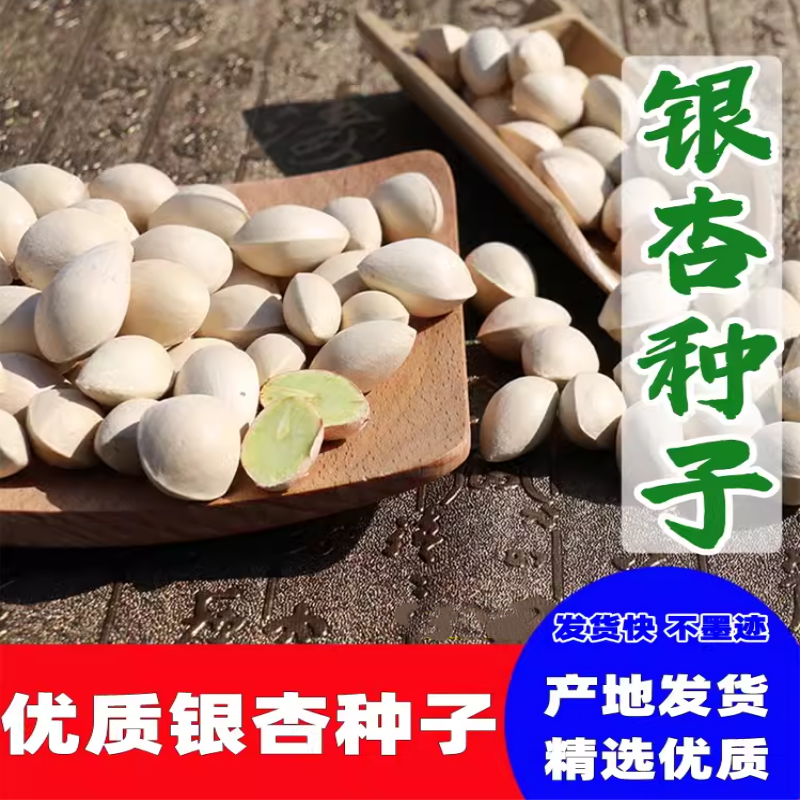 银杏种子四季易种白果树种籽阳台春季树籽盆栽绿化苗木树籽公