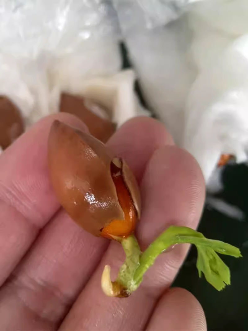 银杏种子四季易种白果树种籽阳台春季树籽盆栽绿化苗木树籽公