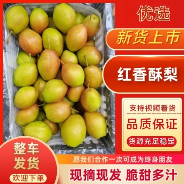红香酥梨基地供应量大质优价格优惠欢迎咨询采购