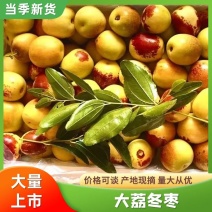 大荔冬枣鲜枣，基地供应，量大质优价格优惠欢迎电联