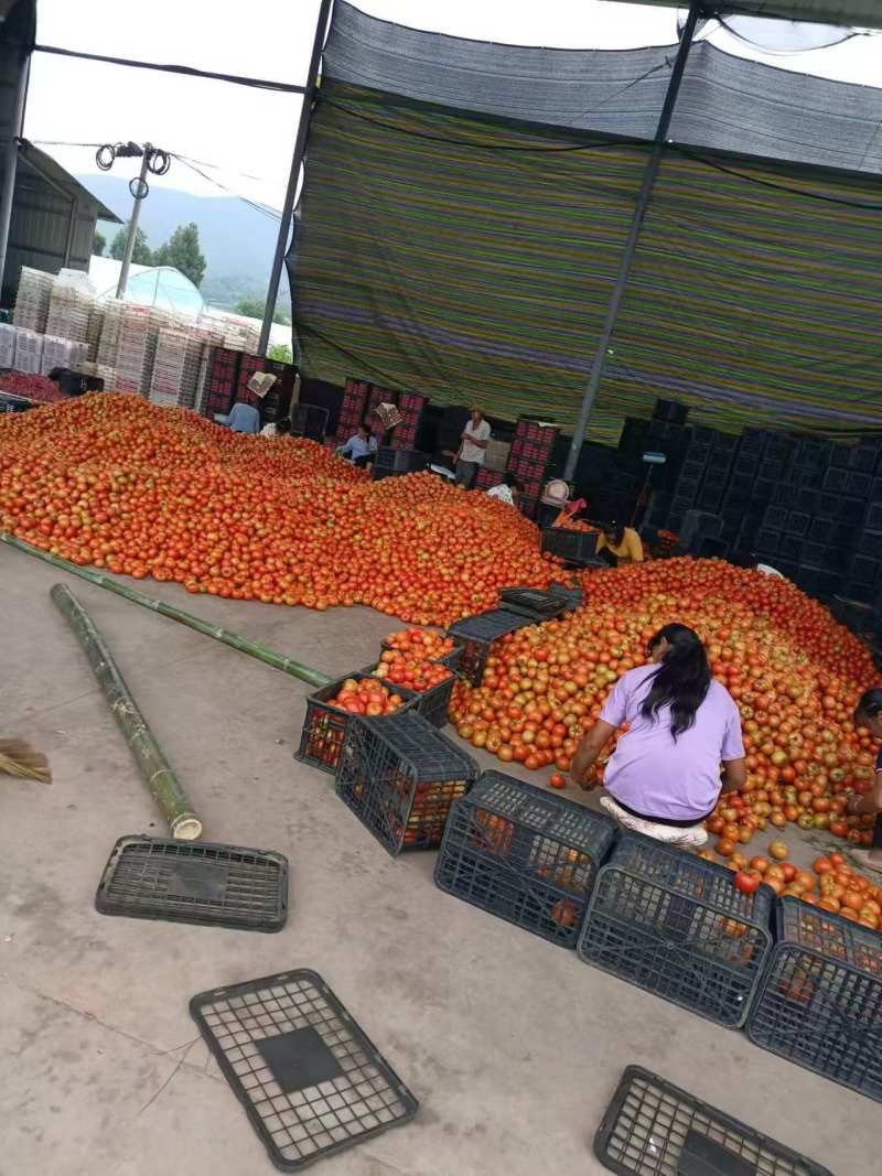【硬粉西红柿】云南基地直供质量保证价格美丽全国发货