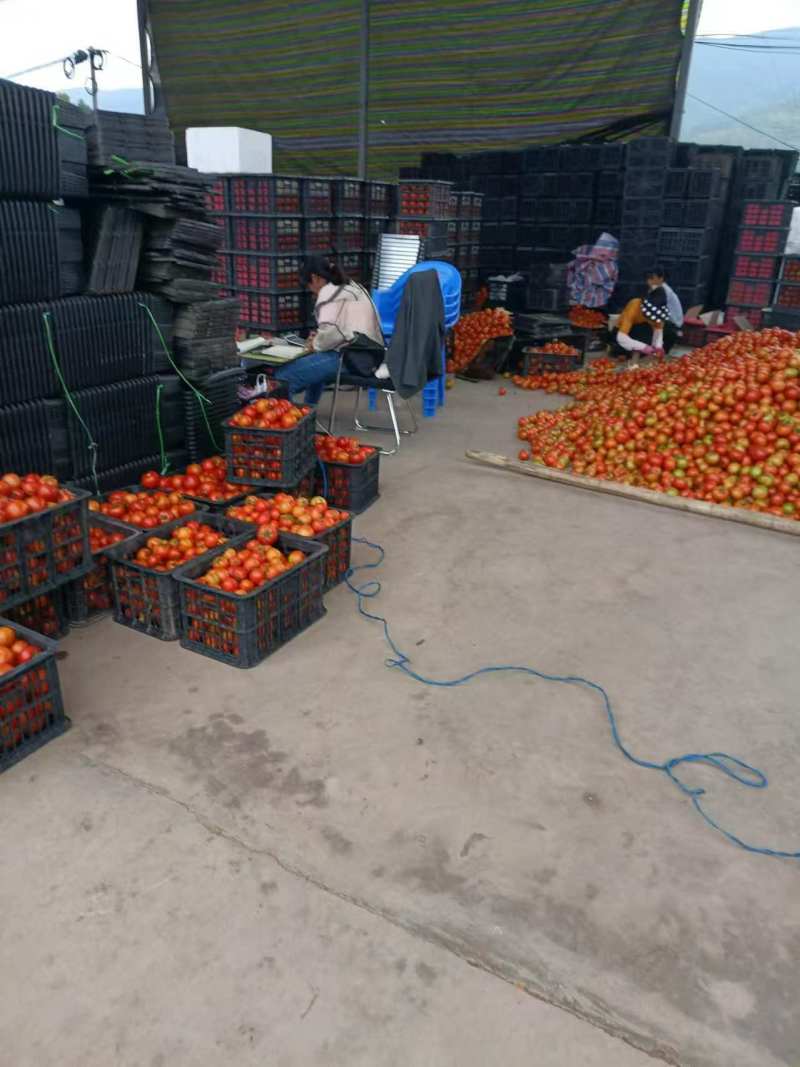【硬粉西红柿】云南基地直供质量保证价格美丽全国发货