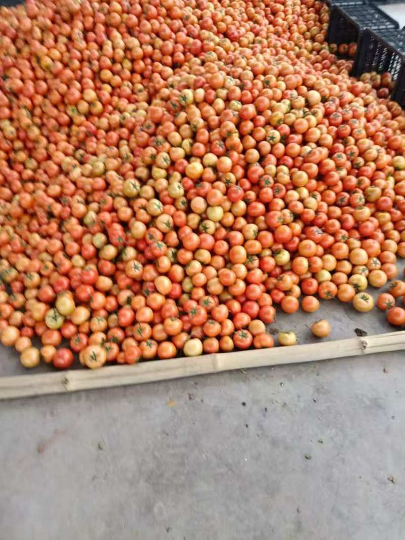 【硬粉西红柿】云南基地直供质量保证价格美丽全国发货