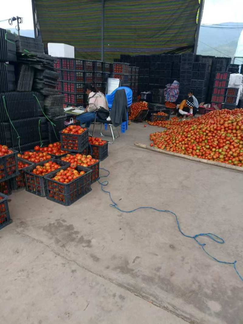 【硬粉西红柿】云南基地直供质量保证价格美丽全国发货