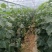 【硬粉西红柿】云南基地直供质量保证价格美丽全国发货