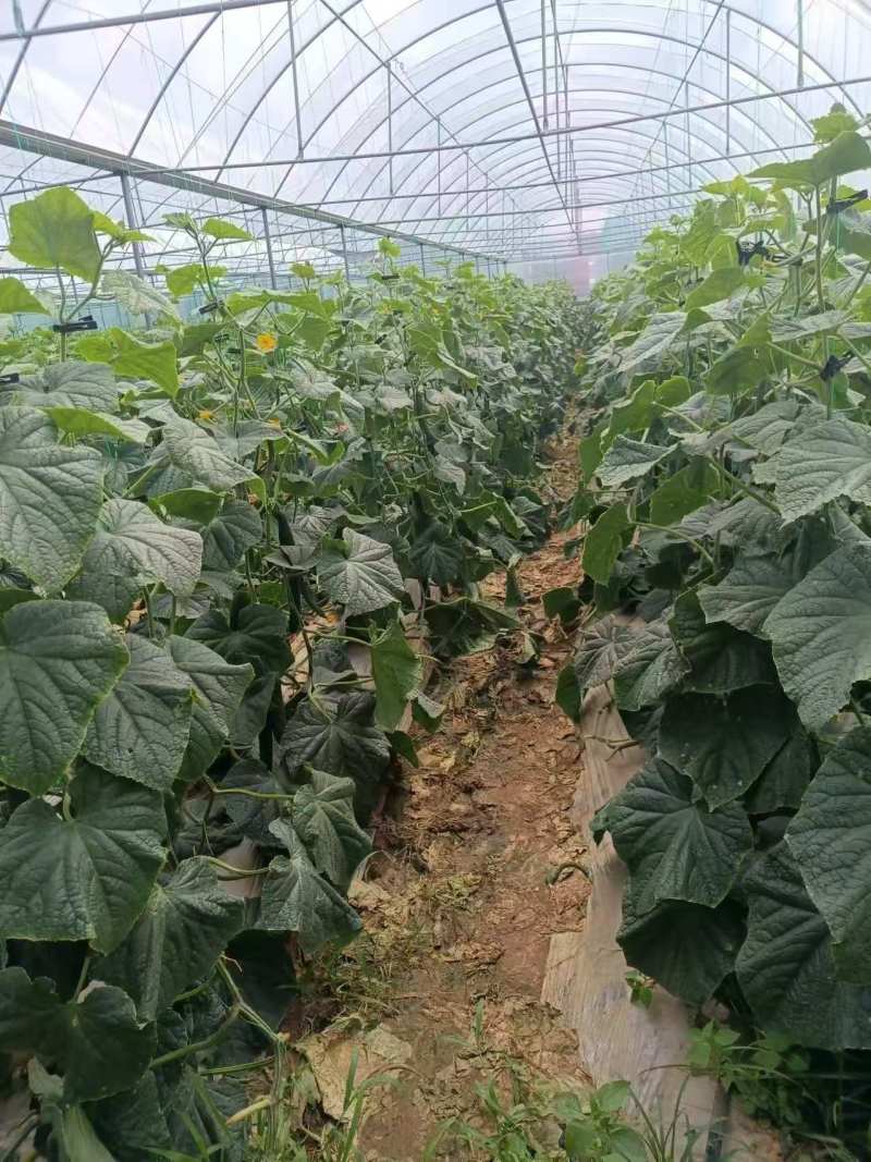 【硬粉西红柿】云南基地直供质量保证价格美丽全国发货