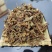 猫须草猫须草粉