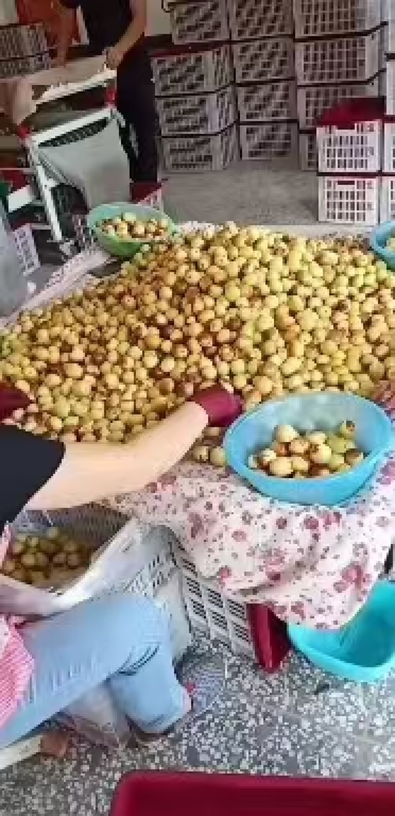 精品大荔冬枣，产地一手货源，品质保证，价格便宜，可视频看货
