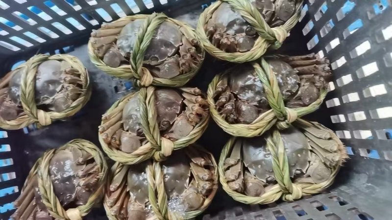 精品大闸蟹一手货源产地直发大量供应，有礼盒装