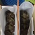 精品大闸蟹一手货源产地直发大量供应，有礼盒装