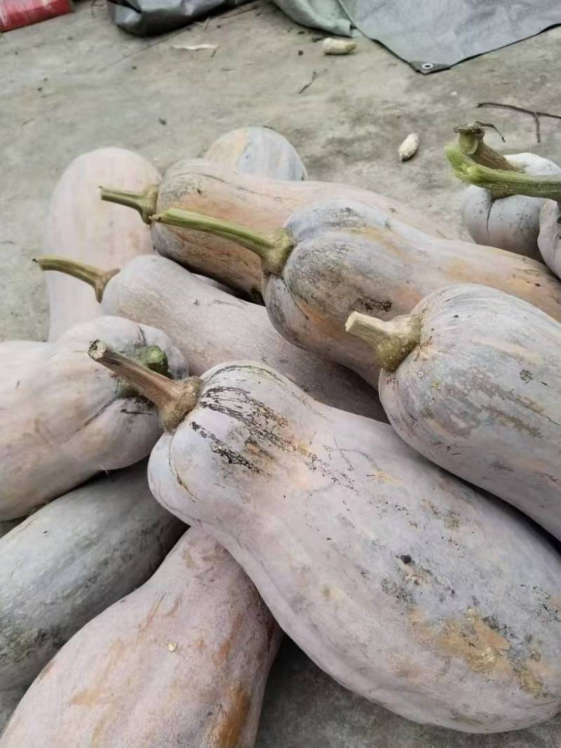 蜜本南瓜贵州毕节新鲜南瓜产地直发一手货源