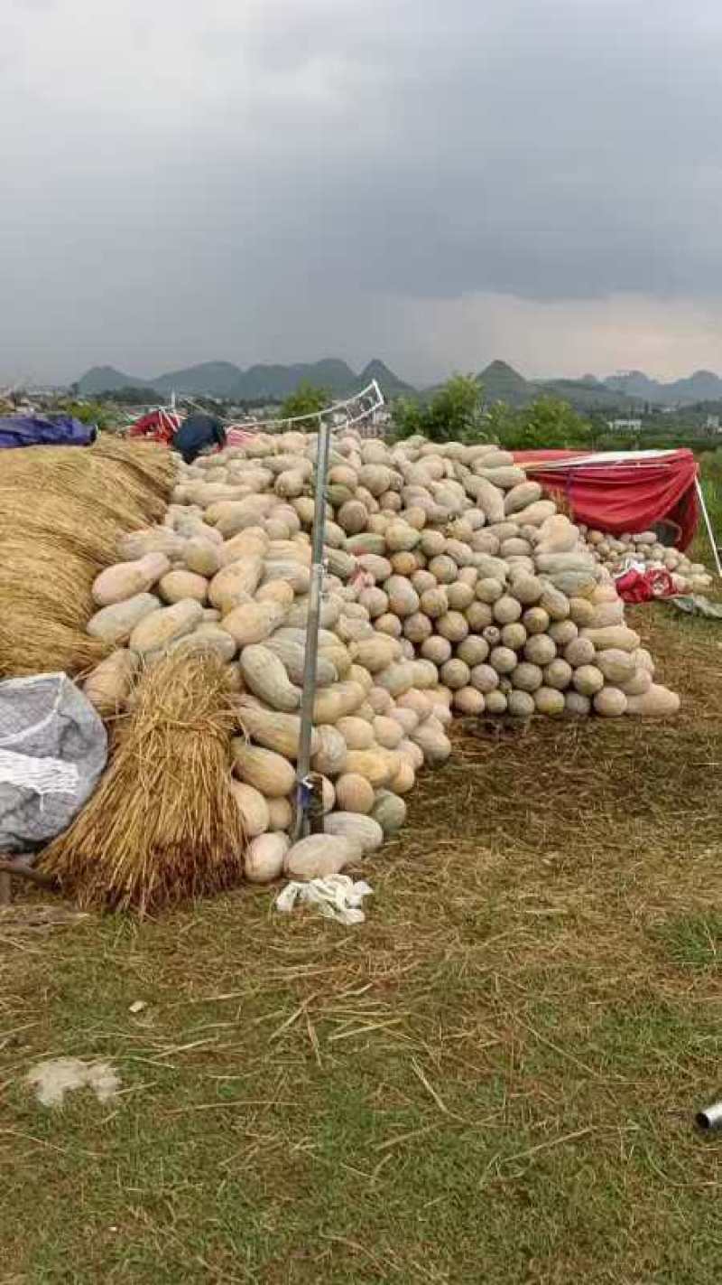 蜜本南瓜贵州毕节新鲜南瓜产地直发一手货源