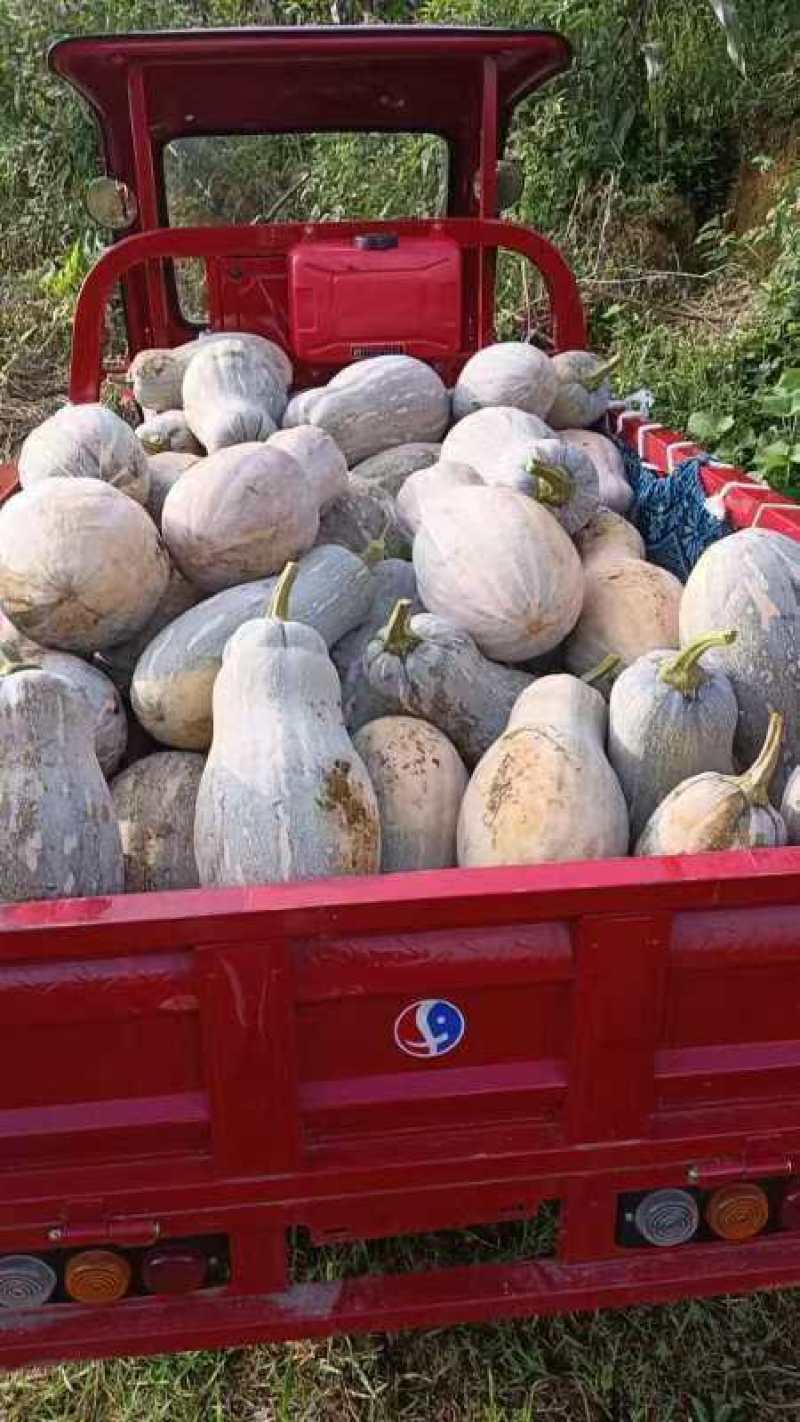 蜜本南瓜贵州毕节新鲜南瓜产地直发一手货源