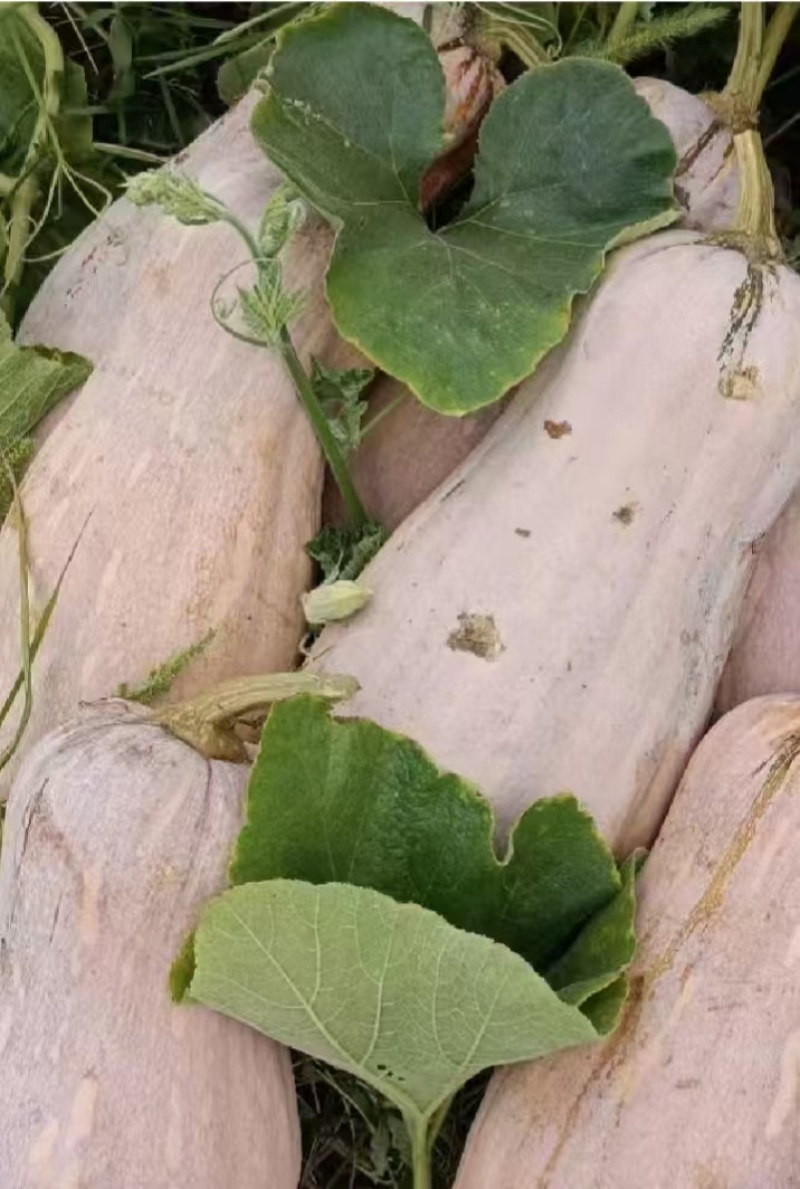 蜜本南瓜贵州毕节新鲜南瓜产地直发一手货源