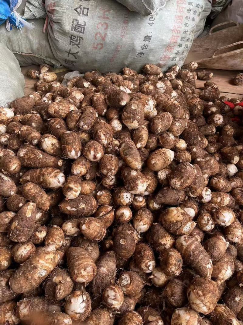 推荐山东精品毛芋头产地直发货源充足价格优惠欢迎咨询选购
