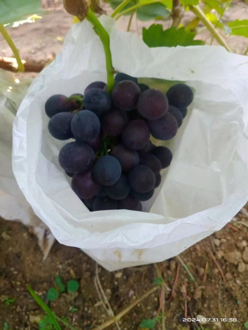 精品夏黑大量上市果园直发价格优惠颗粒饱满个大味甜欢迎来电