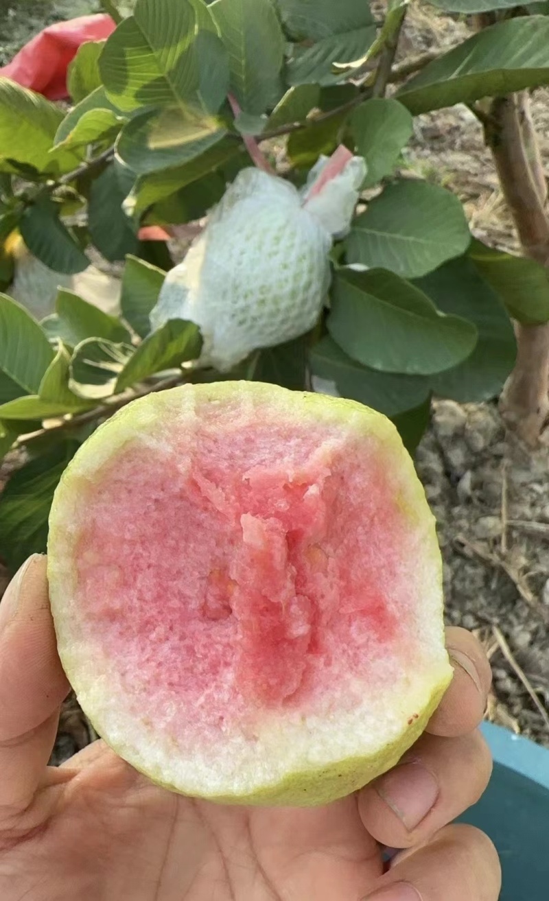 精选广东大量红心白心芭乐番石榴产地直发全国发货