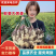 实力【安徽生姜】电商市场大黄姜/风干姜/水洗姜/沙土姜