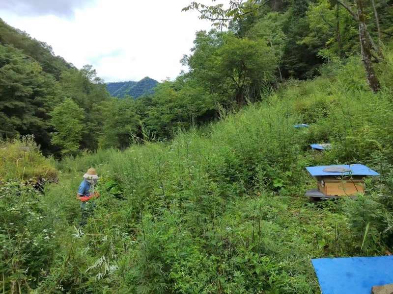 【实力推荐】高山土蜂蜜产地直发一手货源品质保证