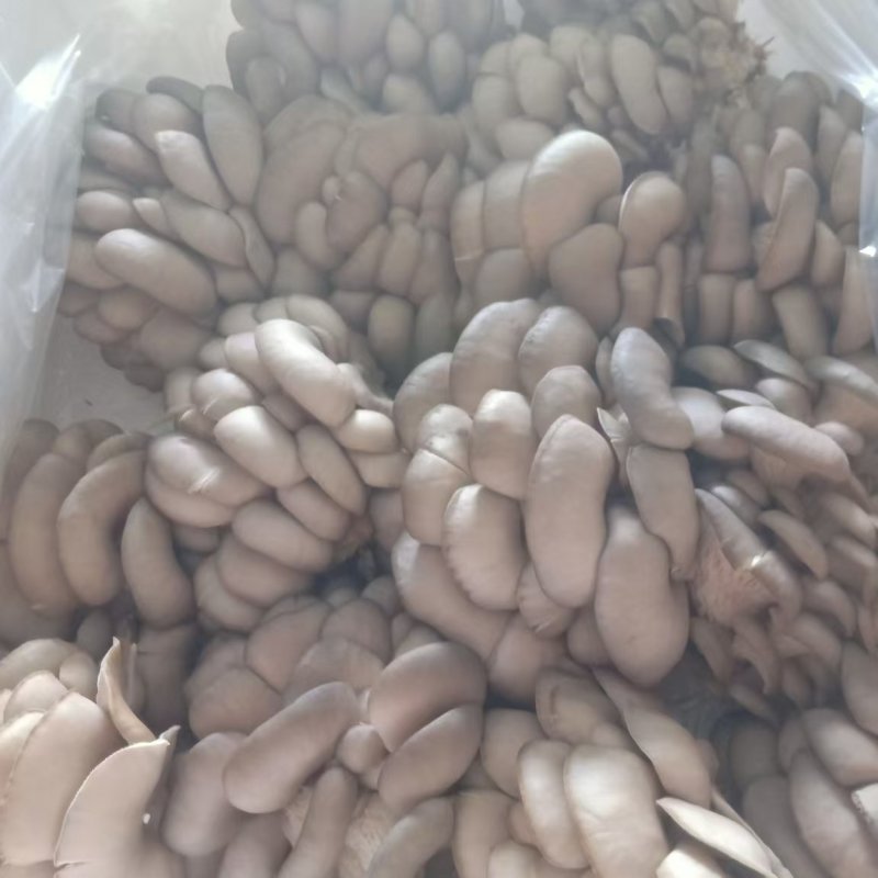 鲜平菇产地直发，货源充足，全国发货